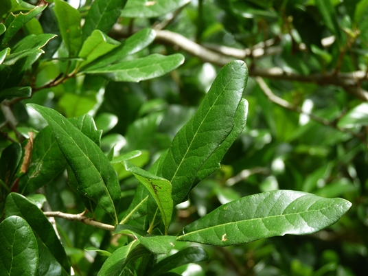 {Quercus virginiana}